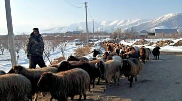 photo, image, armenia, goats