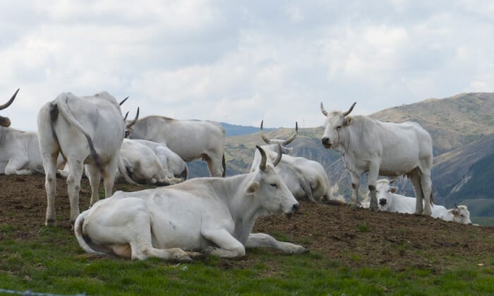 A cows encounter. How the light played on them - they had a certain elegance, emilia romagna