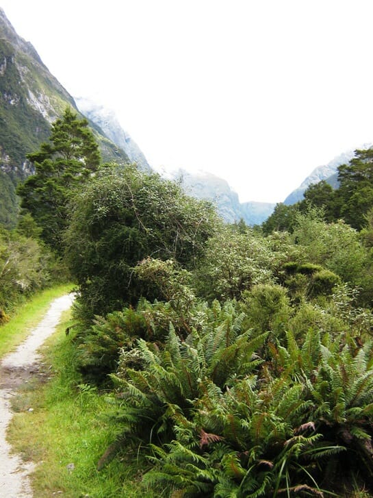 photo, image, great walks, new zealand