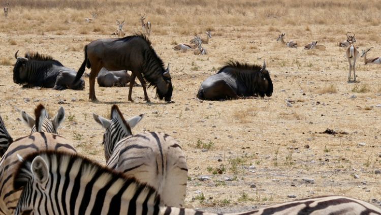 this photo of different types of wildlife represents how the people of namibia also coexist peacefully