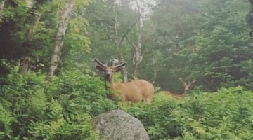 photo, image, deer, mont tremblant
