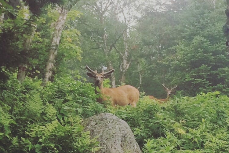 photo, image, deer, mont tremblant