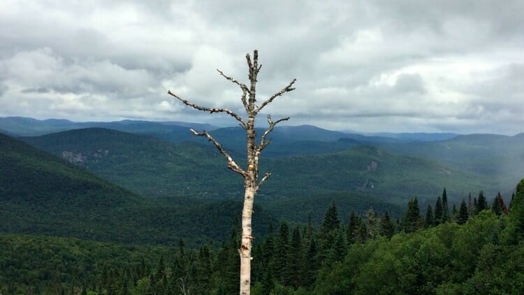 photo, image, tree, tremblant