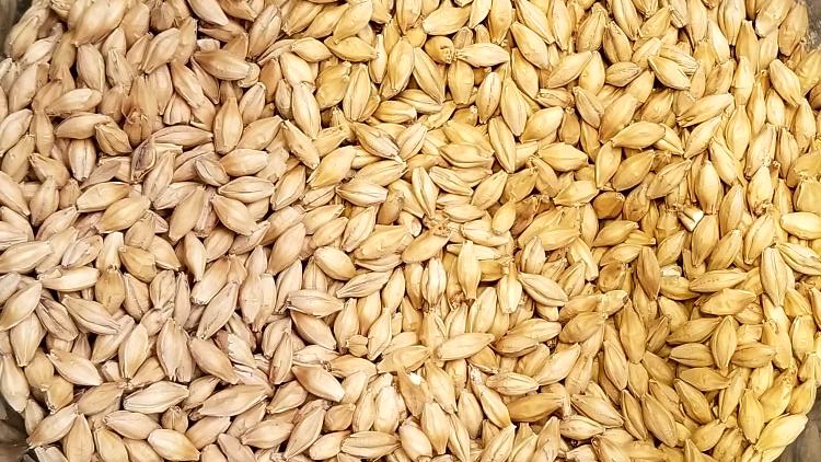 photo, image, barley, discovering irish whiskey